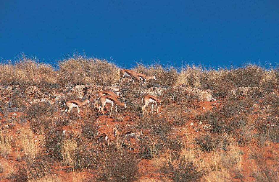 Kgalagadi Transfrontier Park, Southwest Botswana (Kgalagadi), Botswana
